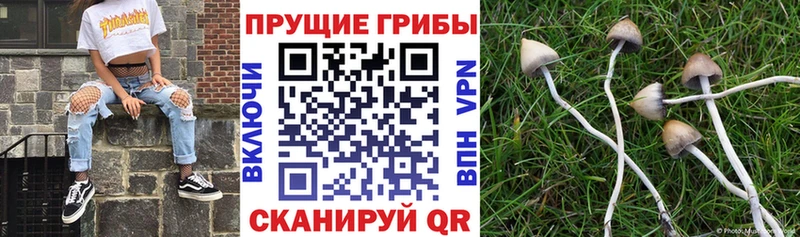 купить наркотик  Старый Оскол  Псилоцибиновые грибы мицелий 